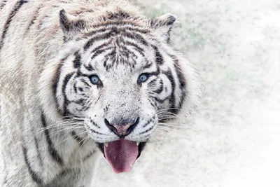 Snowy Gaze: White Tiger's Icy Moment - free wallpaper 3641×2427