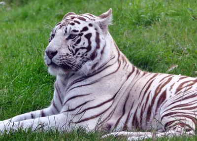 Majestic White Tiger Resting in Green Grass - free animals wallpaper 5032×3592