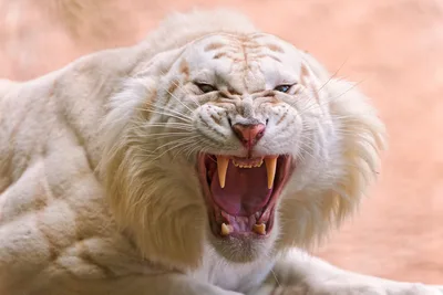 Majestic White Tiger Roaring in Power - free animals wallpaper 3982×2655
