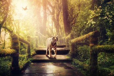 White Tiger's Forest Path - free animals wallpaper 5184×3456