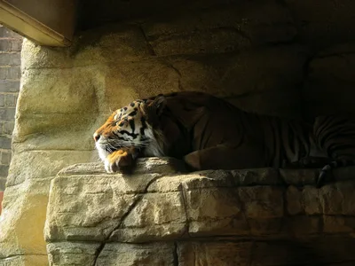 Tiger's Rest: Stone and Sunlight - free animals wallpaper 3648×2736