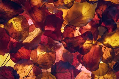Autumn's Golden Maple Canopy in 5K - free nature wallpaper 6000×4000