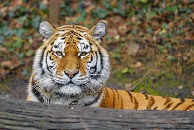 Siberian Tigress Resting in the Forest - free animals wallpaper 4849×3233