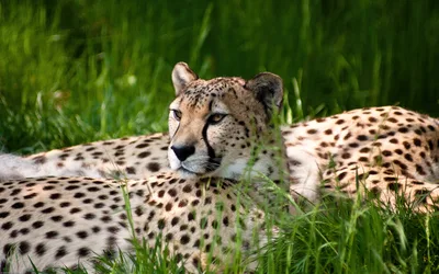 Graceful Cheetah Resting in Green Grass - free animals wallpaper 3840×2400