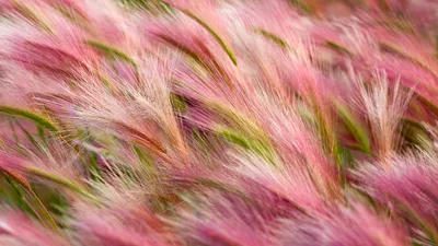 Pink Foxtail Barley Dream - free nature wallpaper 5120×2880