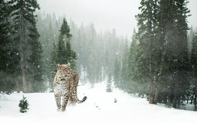 Snow Leopard in Winter Pine Forest - free wallpaper 5634×3521