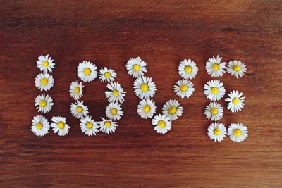 Daisy Love Typography on Wood - free nature wallpaper 3840×2560