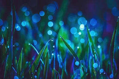 Luminous Grass: Dewy Morning Bokeh - free nature wallpaper 3840×2561