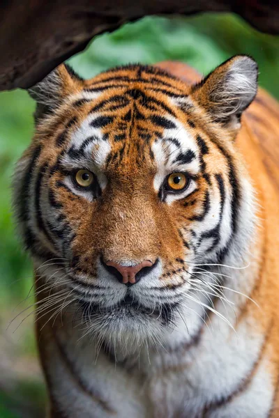 Majestic Amur Tiger Portrait in Close-Up - free animals wallpaper 3840×5761
