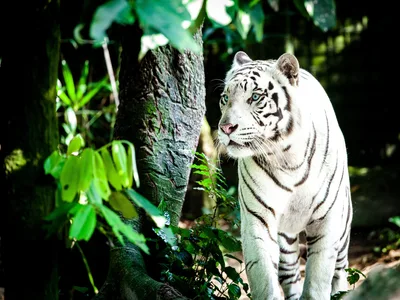 White Tiger Among Green Forest Shadows - free animals wallpaper 4437×3328