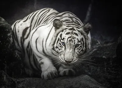 White Bengal Tiger's Piercing Gaze - free animals wallpaper 4095×2966