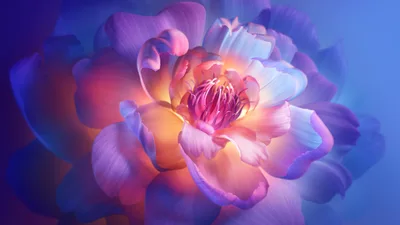 Luminous Peony Bloom in Purple Hues - free nature wallpaper 7680×4320