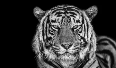 Intense Tiger Gaze in Black and White - free wallpaper 6400×3757