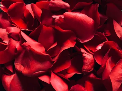 Crimson Petals in Bloom - free nature wallpaper 4032×3024