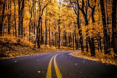 Golden Autumn Road Through Shenandoah Forest - free nature wallpaper 6144×4100