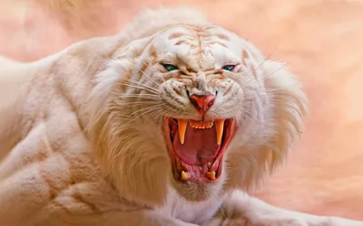 Fierce White Predator's Roar - free animals wallpaper 4248×2655