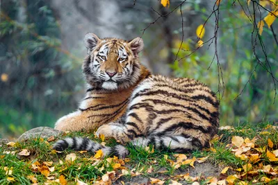 Young Siberian Tiger in Autumn - free animals wallpaper 5568×3712