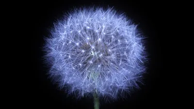 Luminous Dandelion Seeds on Black - free nature wallpaper 5120×2880
