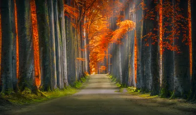 Autumn Forest Path Through Golden Canopy - free nature wallpaper 6228×3654