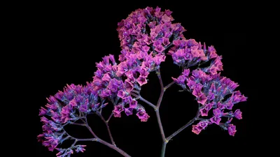 Magenta Blooms on Midnight Canvas - free nature wallpaper 5120×2880