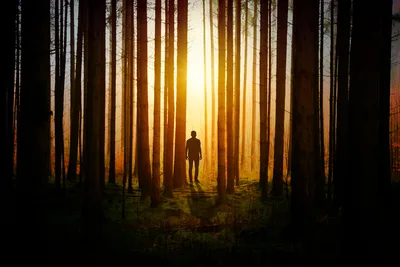Solitary Figure in Golden Forest Light - free nature wallpaper 4752×3168