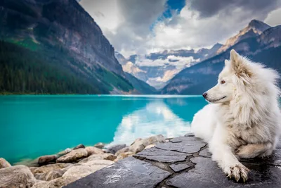 White Dog at Lake Louise Mountain Vista - free animals wallpaper 5077×3385