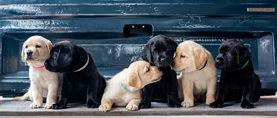 Five Adorable Labrador Puppies Posing Together - free animals wallpaper 5086×2167