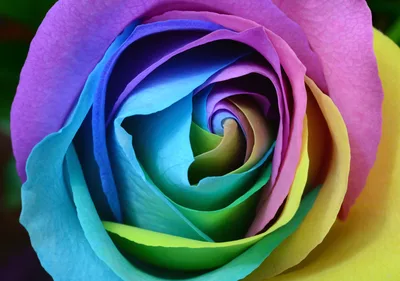 Rainbow Rose in Bloom - free nature wallpaper 5474×3849