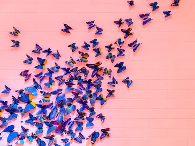 Blue Butterfly Swarm on Pastel Pink Wall - free animals wallpaper 4796×3597