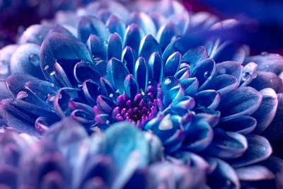 Blue Petals with Morning Dew - free nature wallpaper 3840×2560