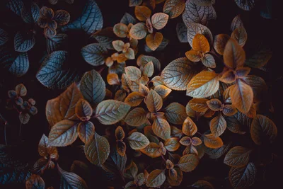 Autumn Whispers: Golden Brown Leaves - free nature wallpaper 3504×2336