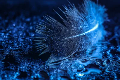 Glistening Feather in Blue Droplets - free photography wallpaper 4620×3080