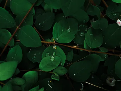 Emerald Leaves After the Rain - free nature wallpaper 4032×3024
