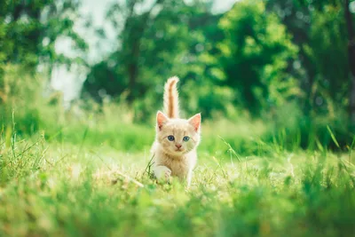 Adorable Kitten Playing in Lush Green Grass - free animals wallpaper 6000×4000
