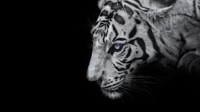 White Tiger Gaze in Darkness - free wallpaper 5120×2880