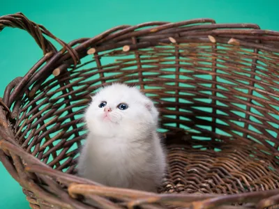 Adorable White Kitten In Woven Basket - free animals wallpaper 4608×3456