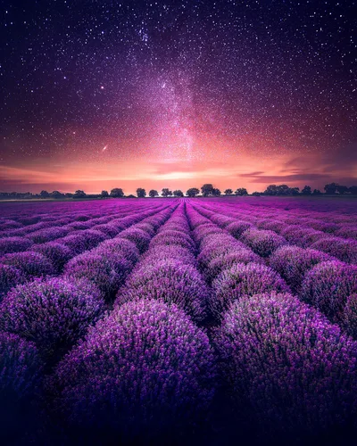 Lavender Dreams Under Starlit Skies - free nature wallpaper 3363×4204