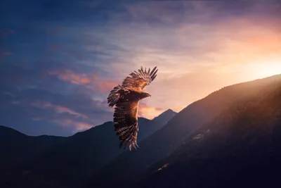 Eagle Soaring Through Golden Sunset Mountains - free animals wallpaper 5120×3413