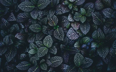 Neon Leaf Veins in Darkness - free nature wallpaper 4461×2801
