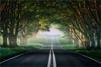 Misty Forest Road Through Green Avenue - free nature wallpaper 4089×2720
