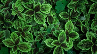 Lush Sage Garden from Above - free nature wallpaper 5472×3078