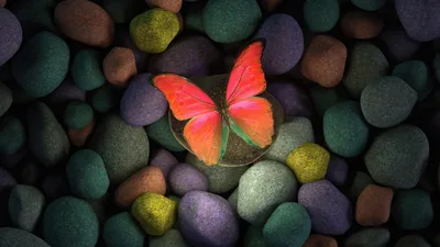 Radiant Butterfly on Colorful Stones - free photography wallpaper 3840×2160