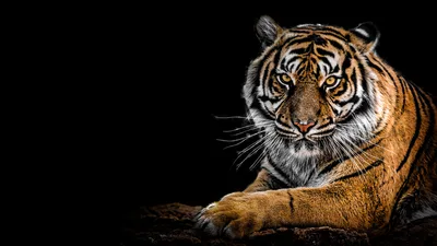 Majestic Bengal Tiger on Black - free animals wallpaper 4200×2362