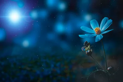 Luminescent Pollination: Blue Cosmos Under Starlight - free nature wallpaper 7087×4724