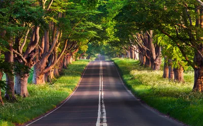 Tree-Lined Road Through Verdant Woodland - free nature wallpaper 3840×2400