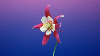 Columbine Bloom Against Purple Gradient - free nature wallpaper 5120×2880