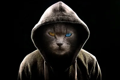 Mysterious Feline in the Shadows - free animals wallpaper 3900×2600