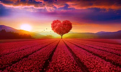 Heart Tree Sunrise Over Crimson Flower Fields - free nature wallpaper 4300×2550