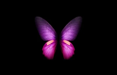Purple Wings on Black Canvas - free space wallpaper 5400×3500