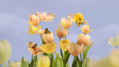 Spring's Golden Dance: Butterflies Among Tulips - free technology wallpaper 3840×2160